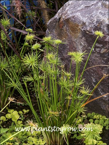 Dwarf Papyrus (Cyperus prolifer)